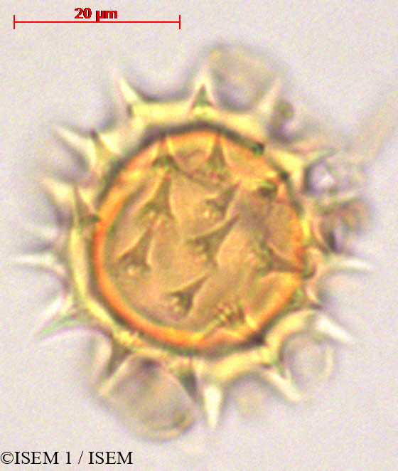 ISEM 1/Verbesina_arborea_29080/Verbesina_arborea_29080_0001(copy).jpg